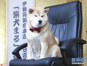 柴犬 明星,萌宠界的闪耀之星